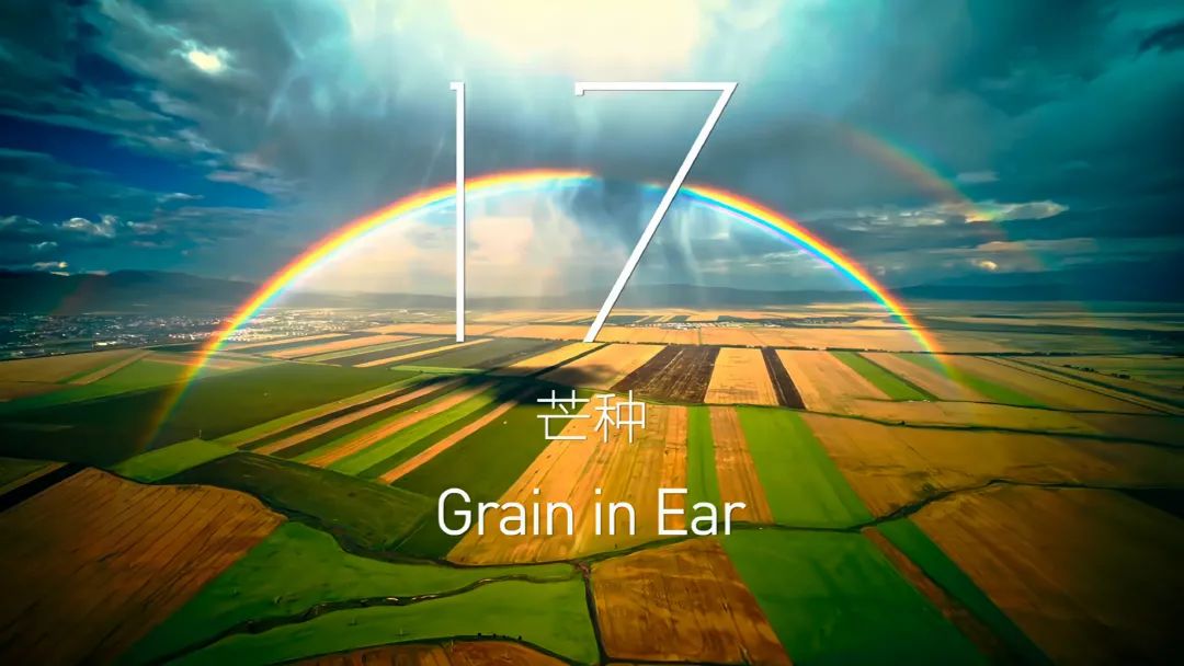 芒种.jpg