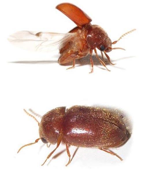 1.烟草甲.jpg