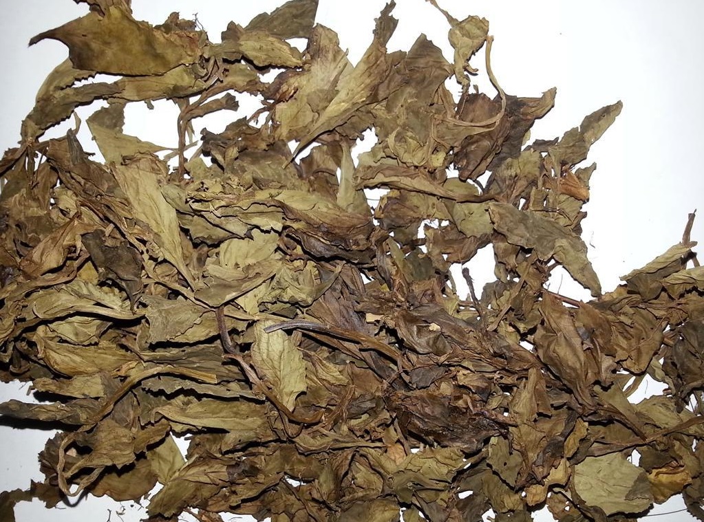 14.灵香草.jpg
